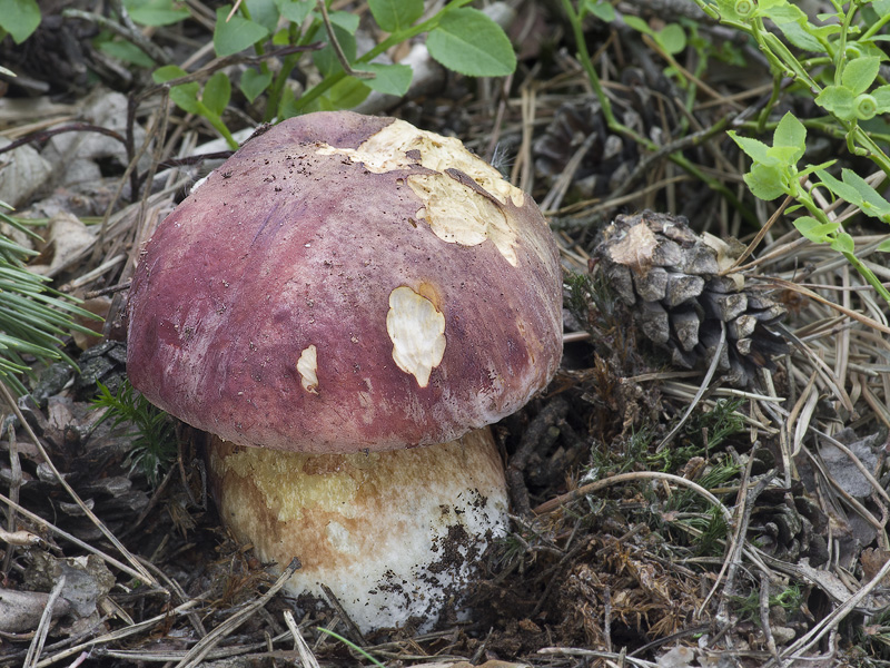 Boletus pinophilus